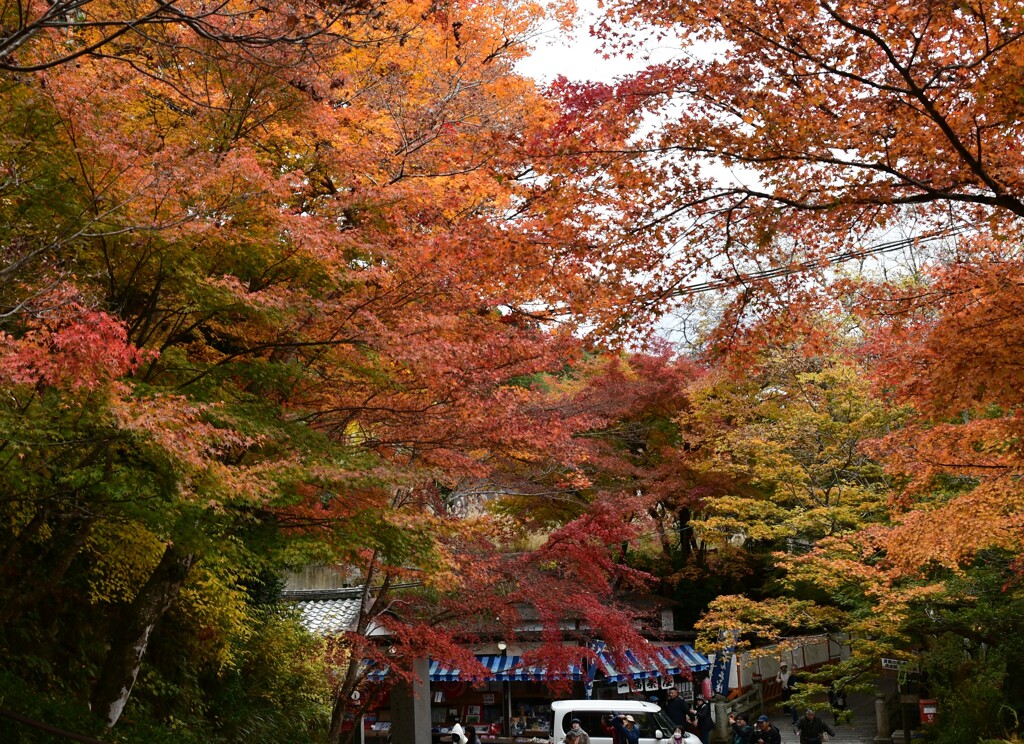 京都　　三千院　紅葉