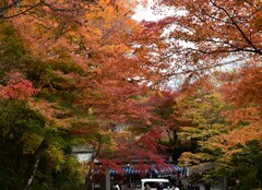 京都　　三千院　紅葉