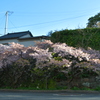 波切　河津桜