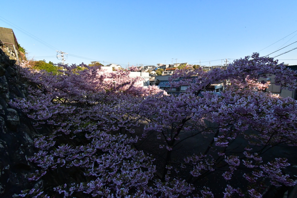 河津桜と波切風景