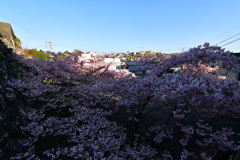 河津桜と波切風景