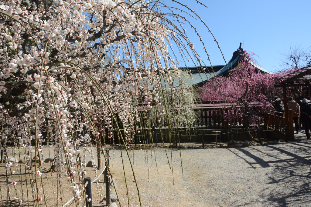 結城神社と梅