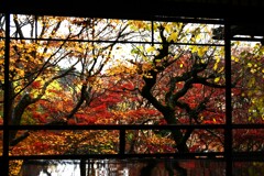 京都　瑠璃光院　紅葉