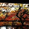京都　瑠璃光院　紅葉