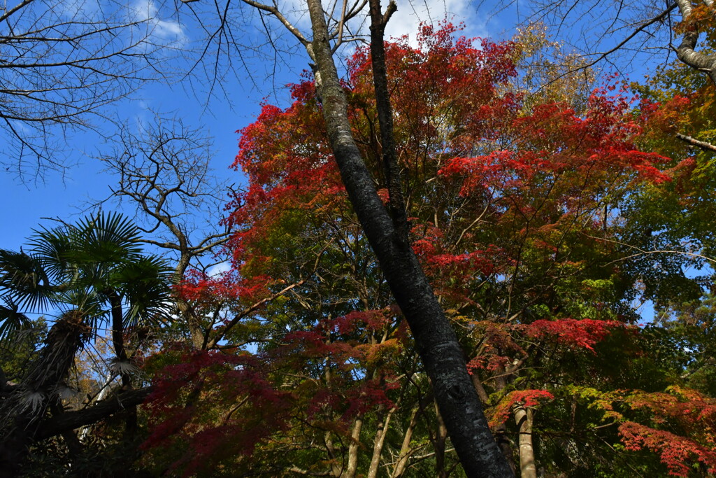 泰運寺　紅葉