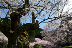 エドヒガンサクラと桜