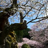 エドヒガンサクラと桜