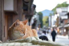 ネコとおはらい町通り