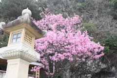 灯籠と陽光桜