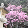 灯籠と陽光桜
