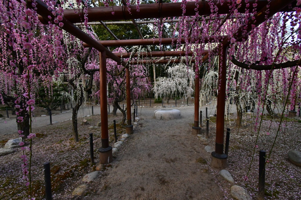 結城神社　梅しだれ