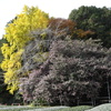 松阪　山茶花と銀杏