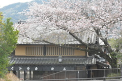 桜と赤福五十鈴川店