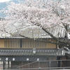 桜と赤福五十鈴川店