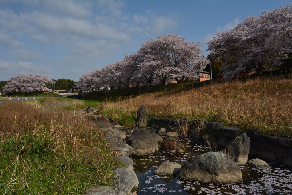五十鈴川と桜