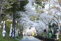 桜道
