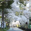 桜道