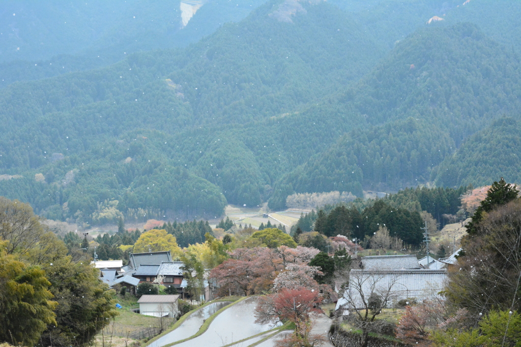 三多気の桜