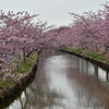 松阪　笠松　河津桜