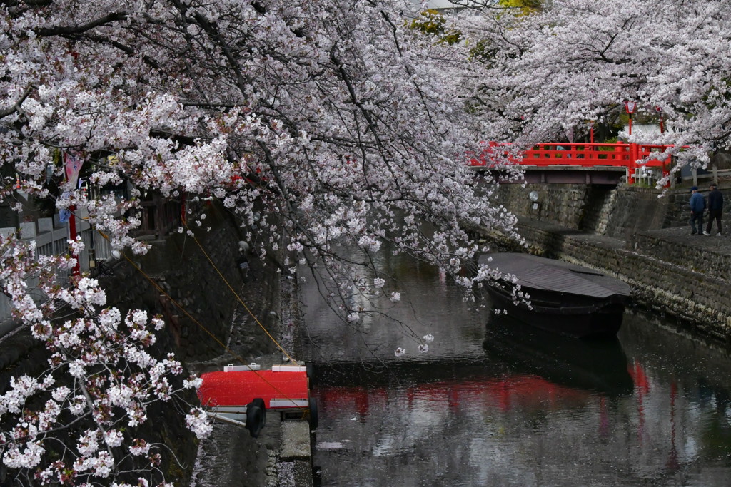 岐阜　奥の細道　桜