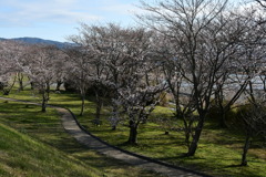 宮川堤と桜