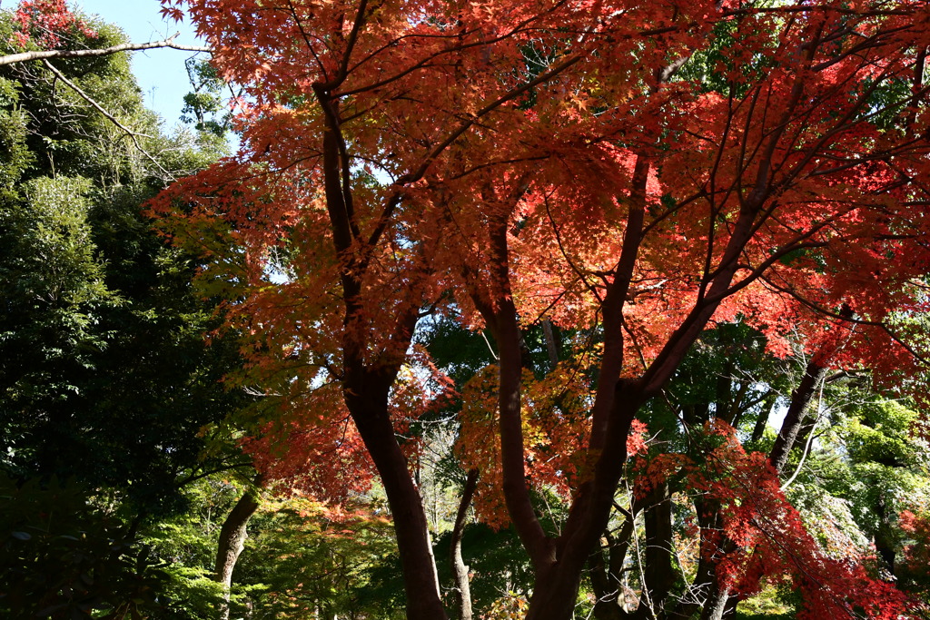 徴古館　紅葉