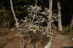 津　結城神社　雲龍梅