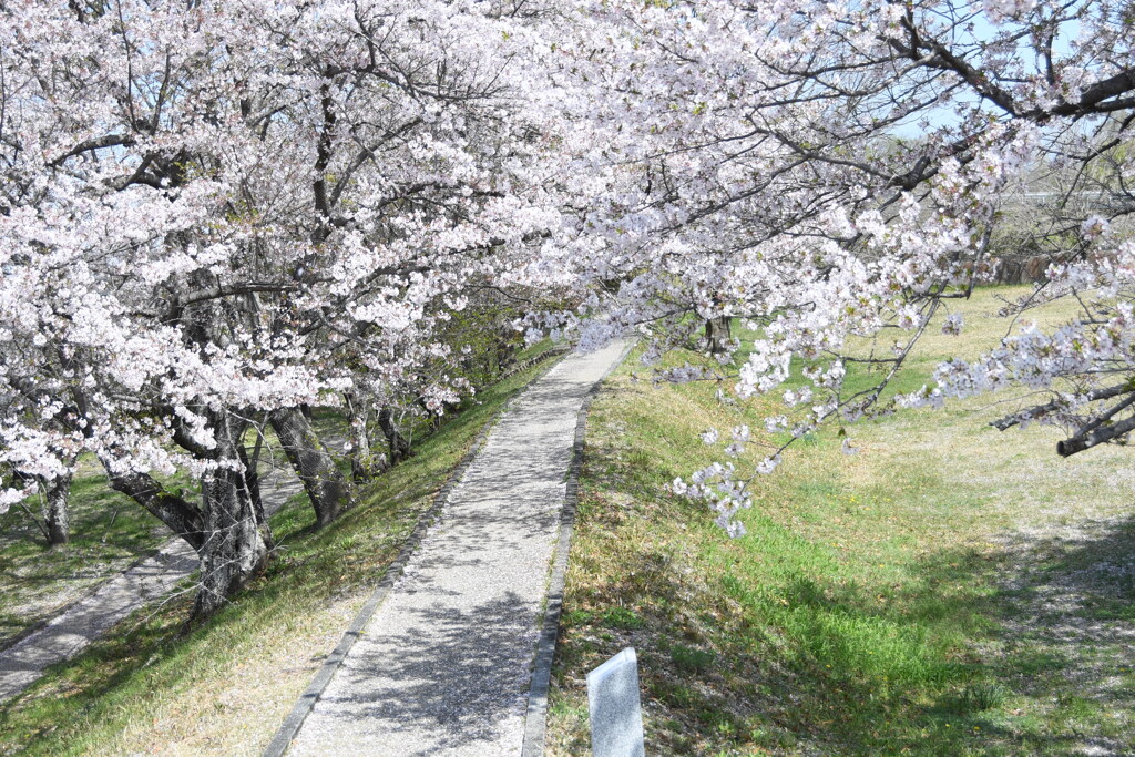さくら　満開