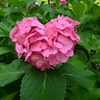 ハートの紫陽花