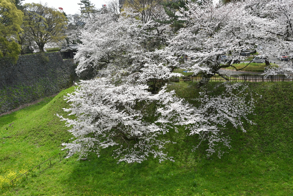 名古屋城石垣と桜