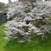 名古屋城石垣と桜