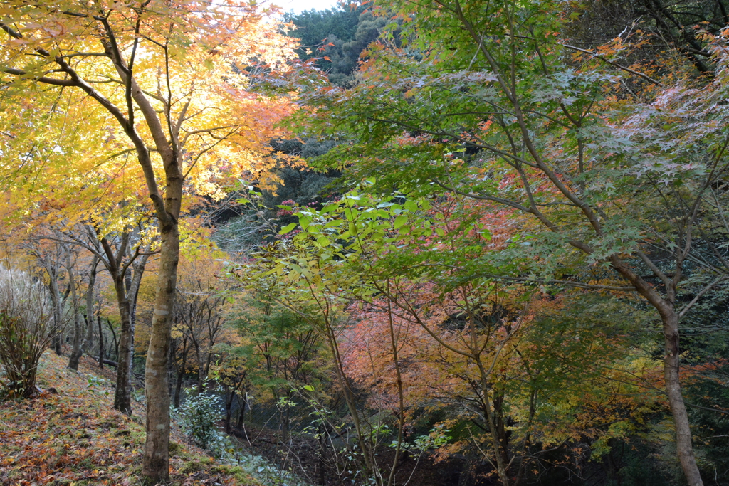 12月の紅葉