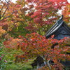 泰運寺　紅葉