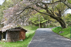 桜　吹雪