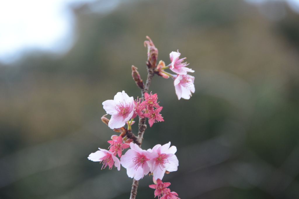 寒桜