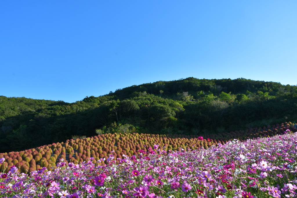 秋　志摩観光農園