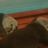 カワウソ