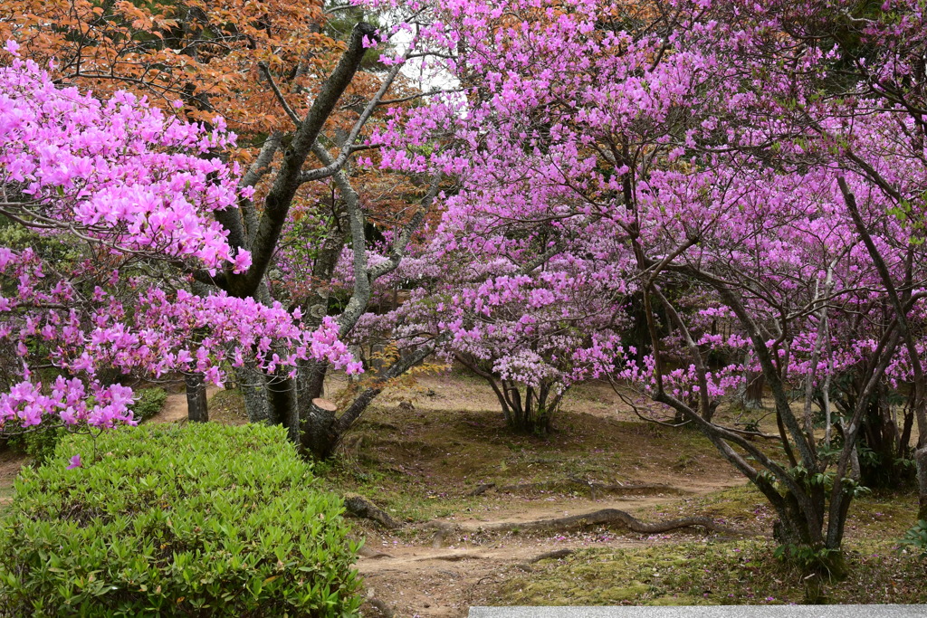 快楽公園とツツジ