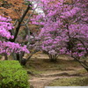 快楽公園とツツジ