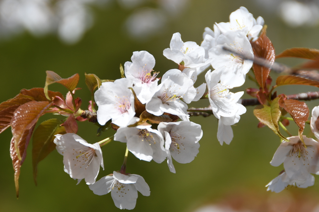 三多気の桜