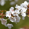 三多気の桜