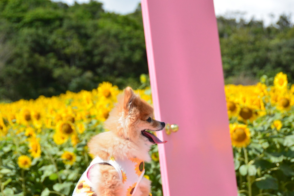 ひまわり畑と犬