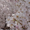 　大紀町　枝垂れ桜