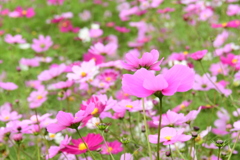 満開　コスモス畑