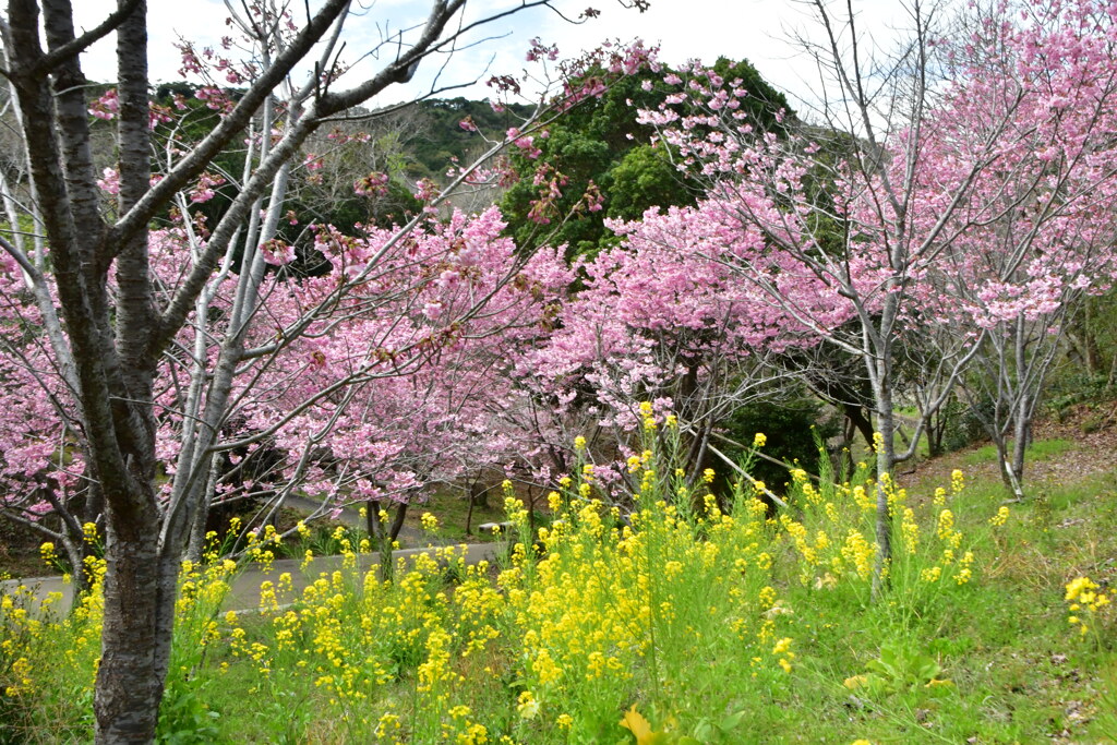 志摩　横山展望台　陽光桜