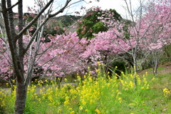 志摩　横山展望台　陽光桜