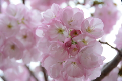 横輪桜