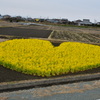 津　菜の花　ハート畑