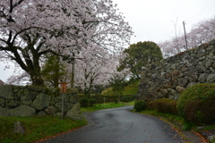 三重　田丸城と桜