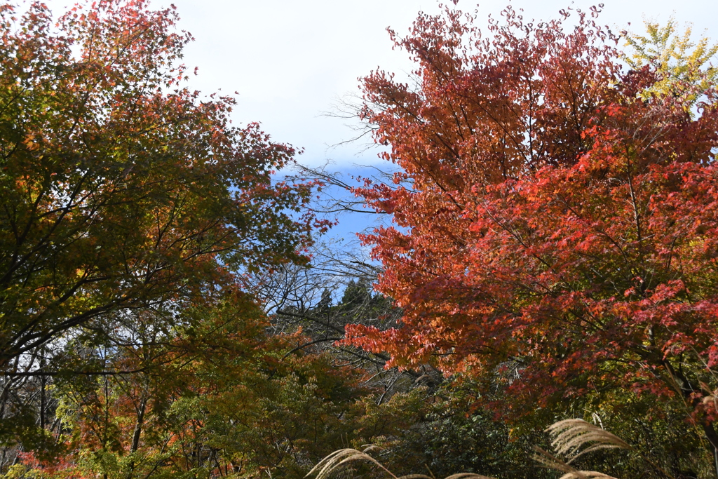 泰運寺　紅葉